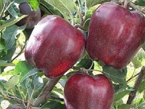 Jabuka Red Čif